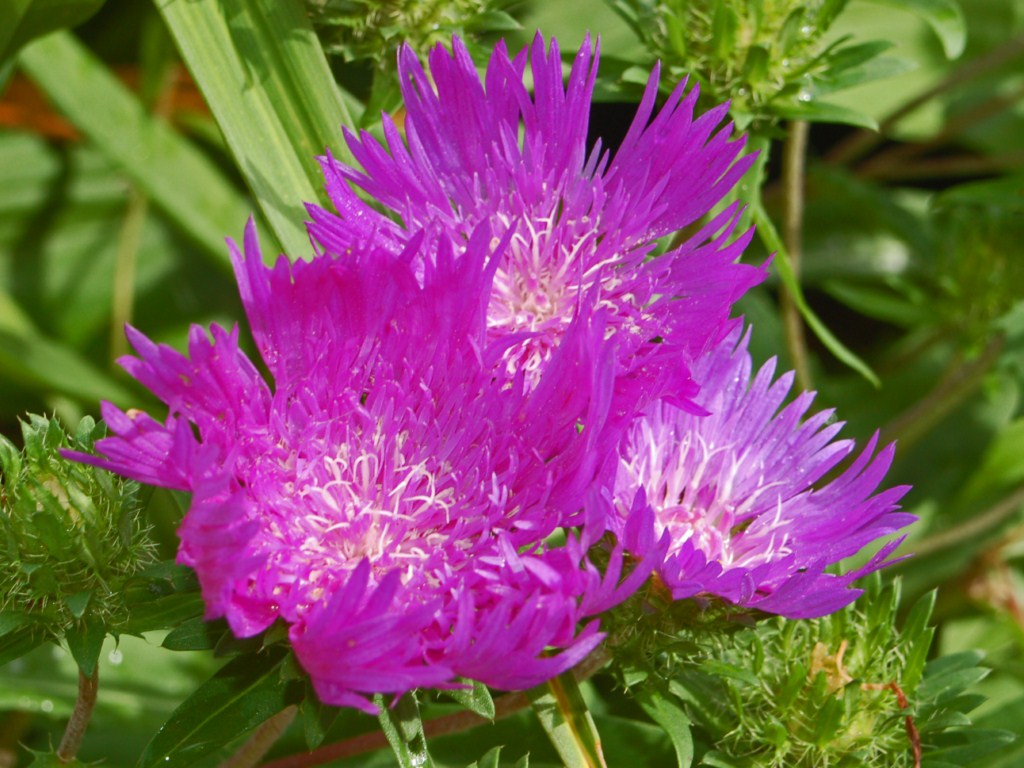 Un fiore dal Canada